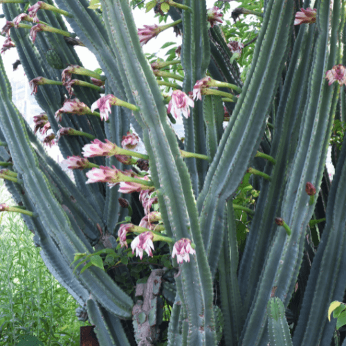 Peruvian Apple Cactus- Cereus repandus- Hedge cactus, Queen of the night - Rare Dragon Fruit