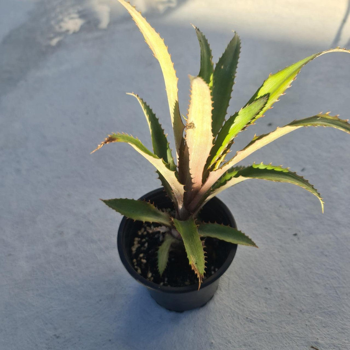 Pineapple RED Plant- grow your own Pineapple, Ananas comosus var. bracteatus - Rare Dragon Fruit