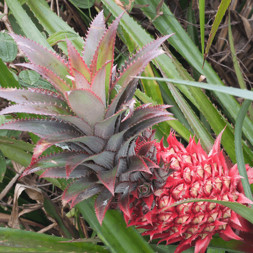 buy pineapple plant brisbane Pineapple RED Plant- grow your own Pineapple, Ananas comosus var. bracteatus
