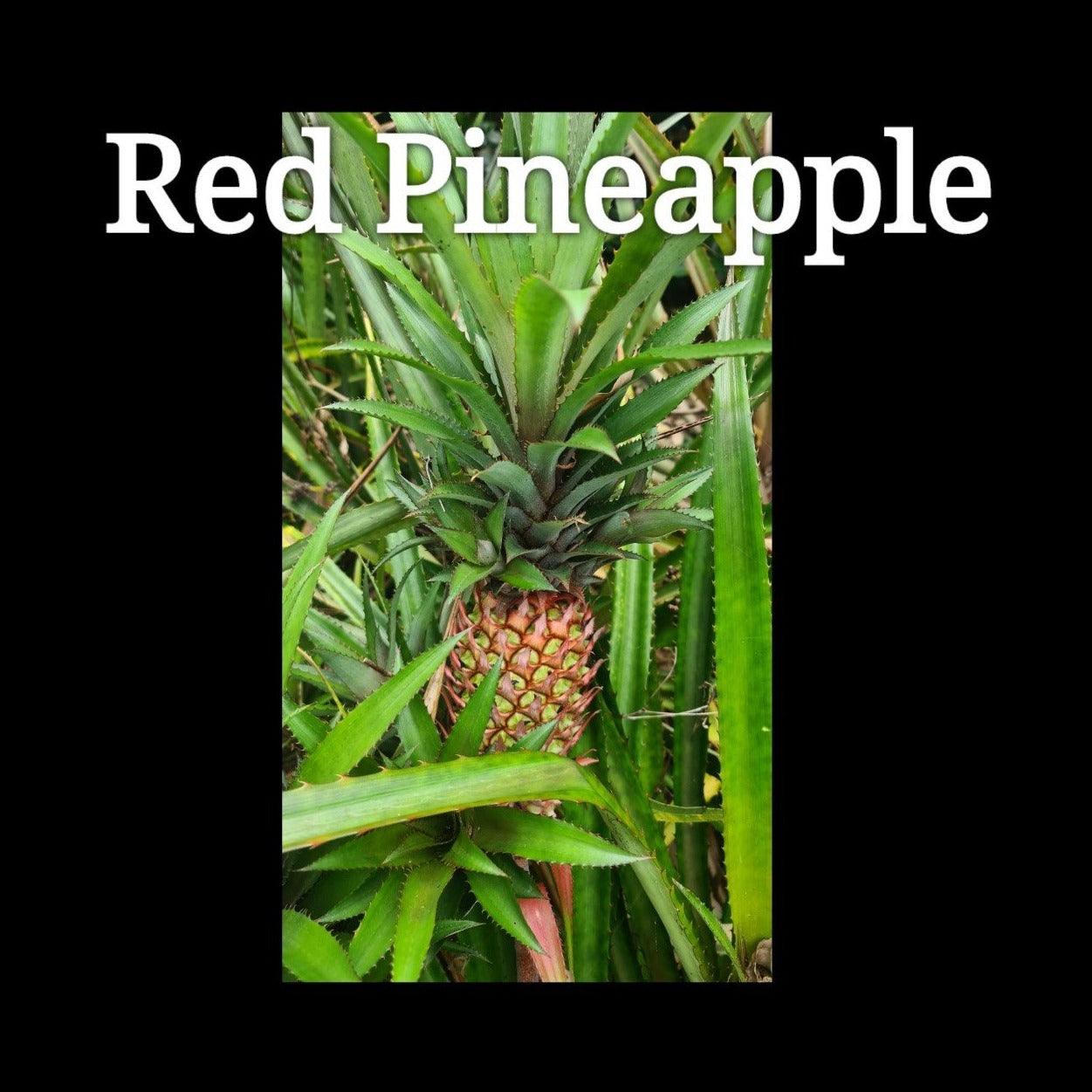 asda pineapple plant australia Pineapple RED Plant- grow your own Pineapple, Ananas comosus var. bracteatus