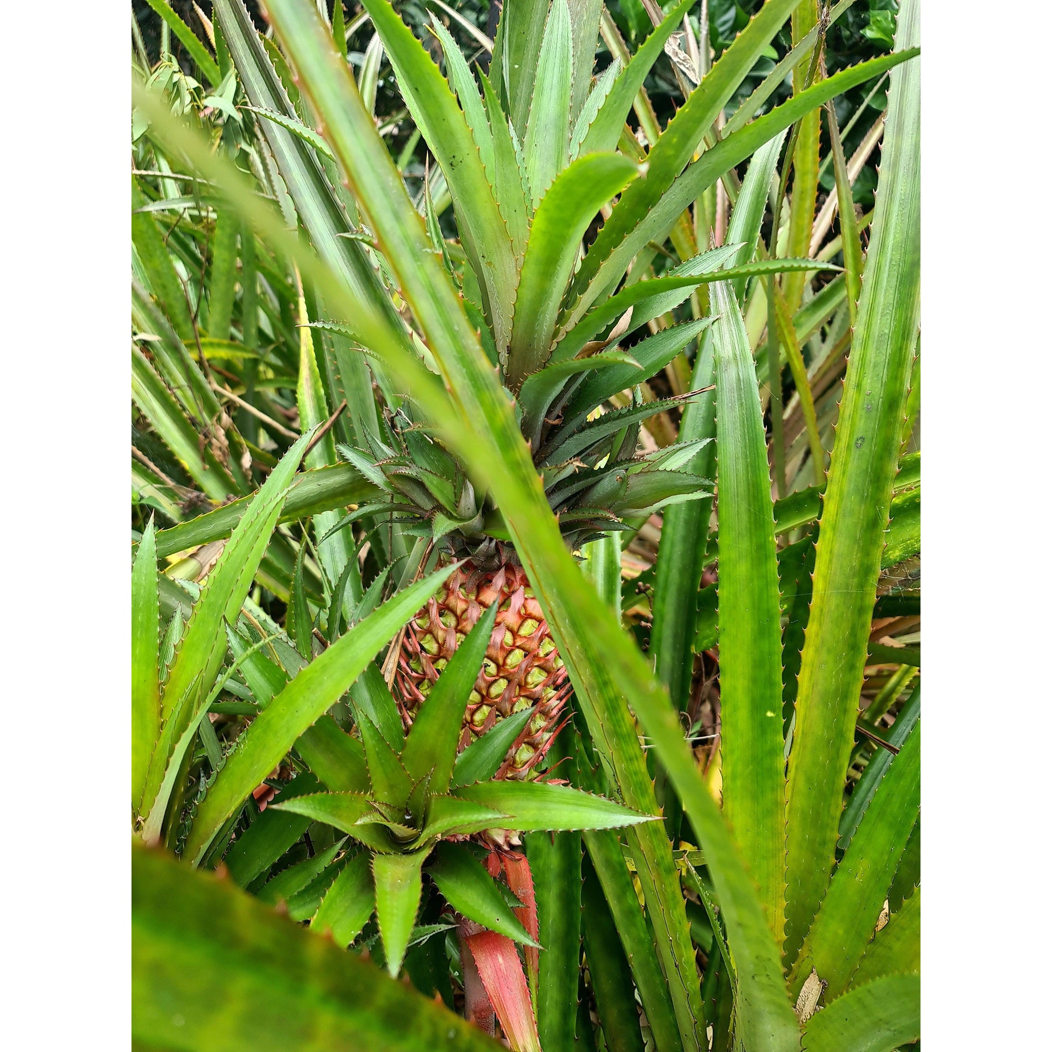buy pineapple plant australia Pineapple RED Plant- grow your own Pineapple, Ananas comosus var. bracteatus