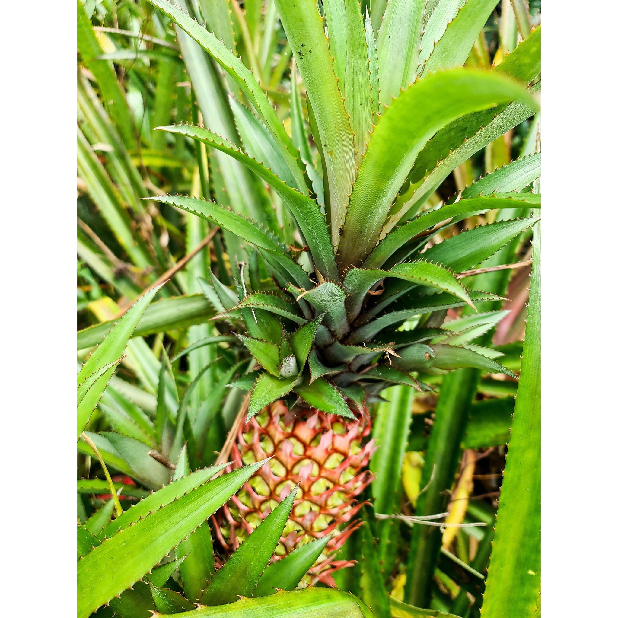 buy pineapple plant perth Pineapple RED Plant- grow your own Pineapple, Ananas comosus var. bracteatus