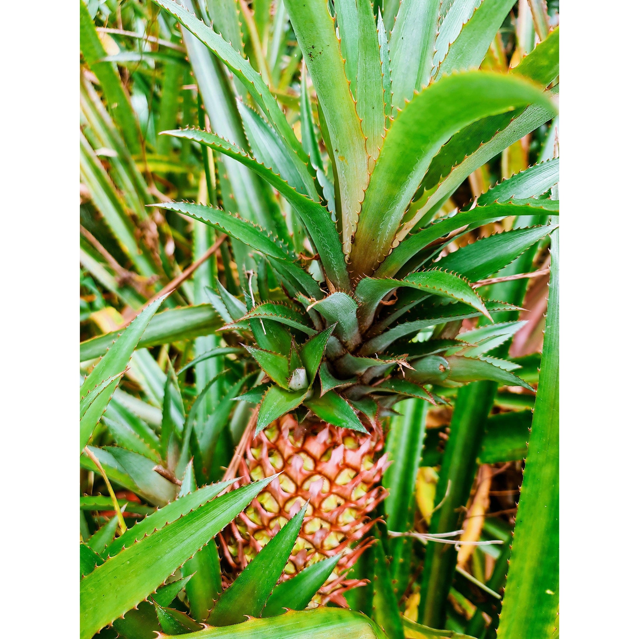 pineapple plant australia Pineapple RED Plant- grow your own Pineapple, Ananas comosus var. bracteatus