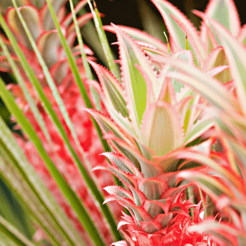 Pineapple Variegated - Ananas comosus fruit plant, Easy to grow- bromeliads - Rare Dragon Fruit