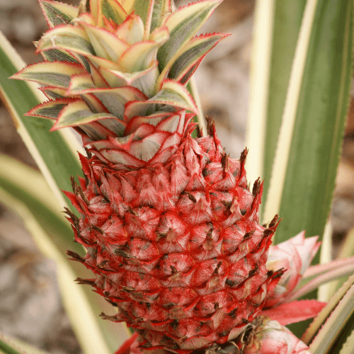 asda pineapple plant australia Pineapple Variegated - Ananas comosus fruit plant, Easy to grow- bromeliads