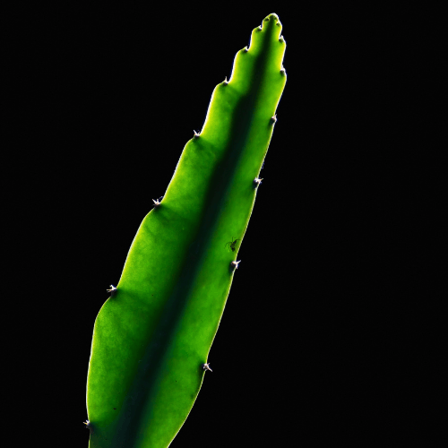 Pink Beauty Dragon Fruit - Rare Dragon Fruit