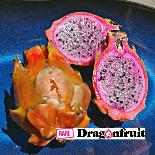 Pink Diamond- Hylocereus undatus X Australian Dragon Fruit - Rare Dragon Fruit