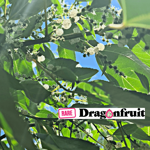 Pipturus argenteus- Native Mulberry Bush Tucker plant - Rare Dragon Fruit