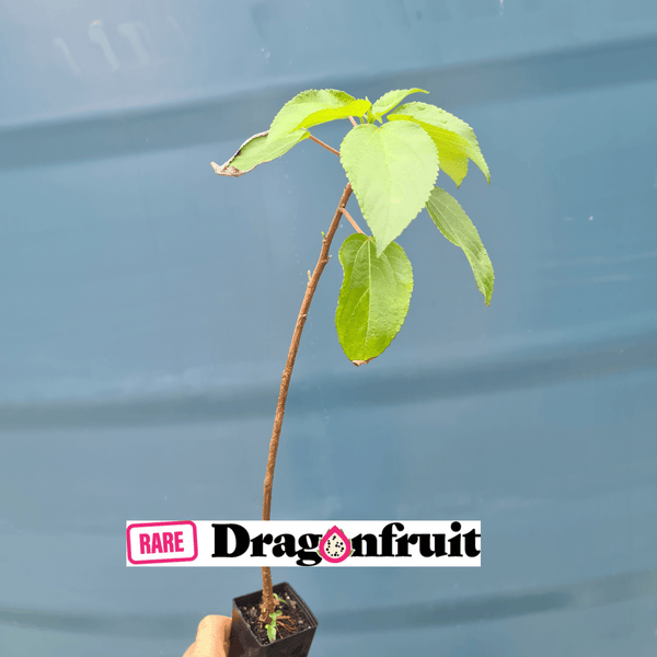 Pipturus argenteus- Native Mulberry Bush Tucker plant - Rare Dragon Fruit