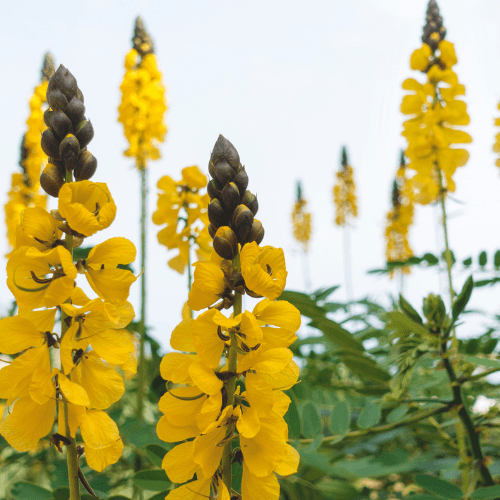 Pop corn Cassia - Senna didymobotrya - Rare Dragon Fruit