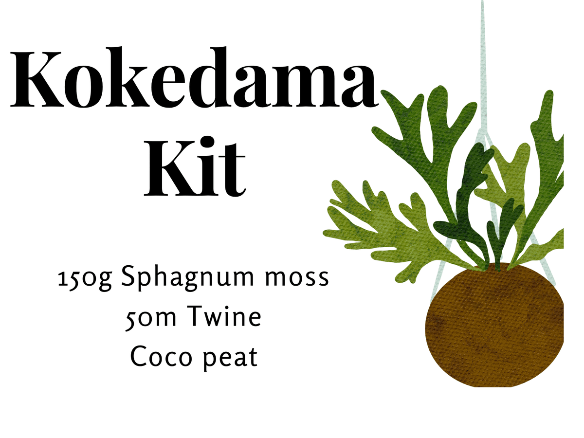 Premium Sphagnum Moss- Kokedama kit - Rare Dragon Fruit