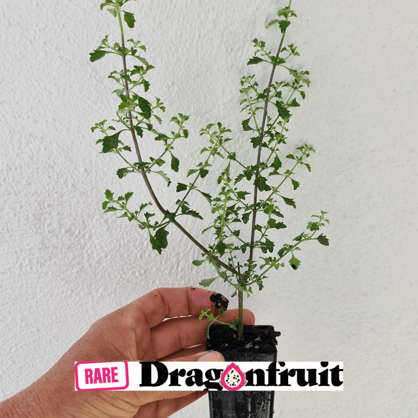 Prostanthera sieberi- Native Mint Bush - Bush tucker plant - Rare Dragon Fruit