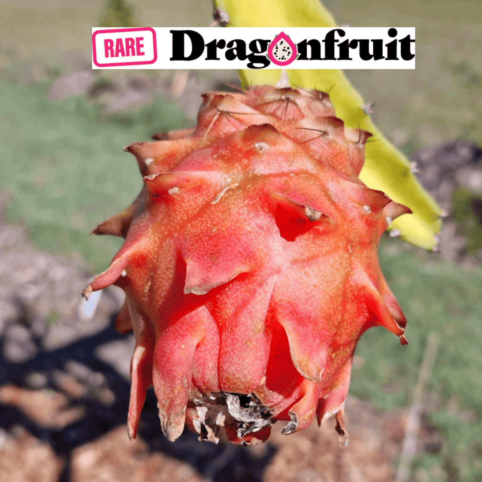 Dragon Fruit Dark Star Vine Plant Pitaya Hylocereus For Sale