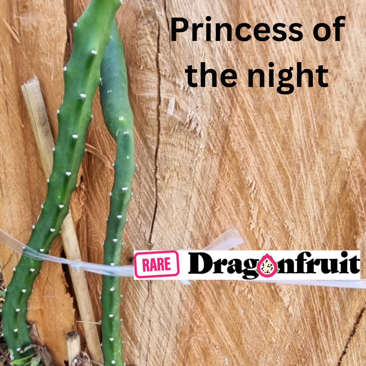 Night Princess Dragon Fruit Plant