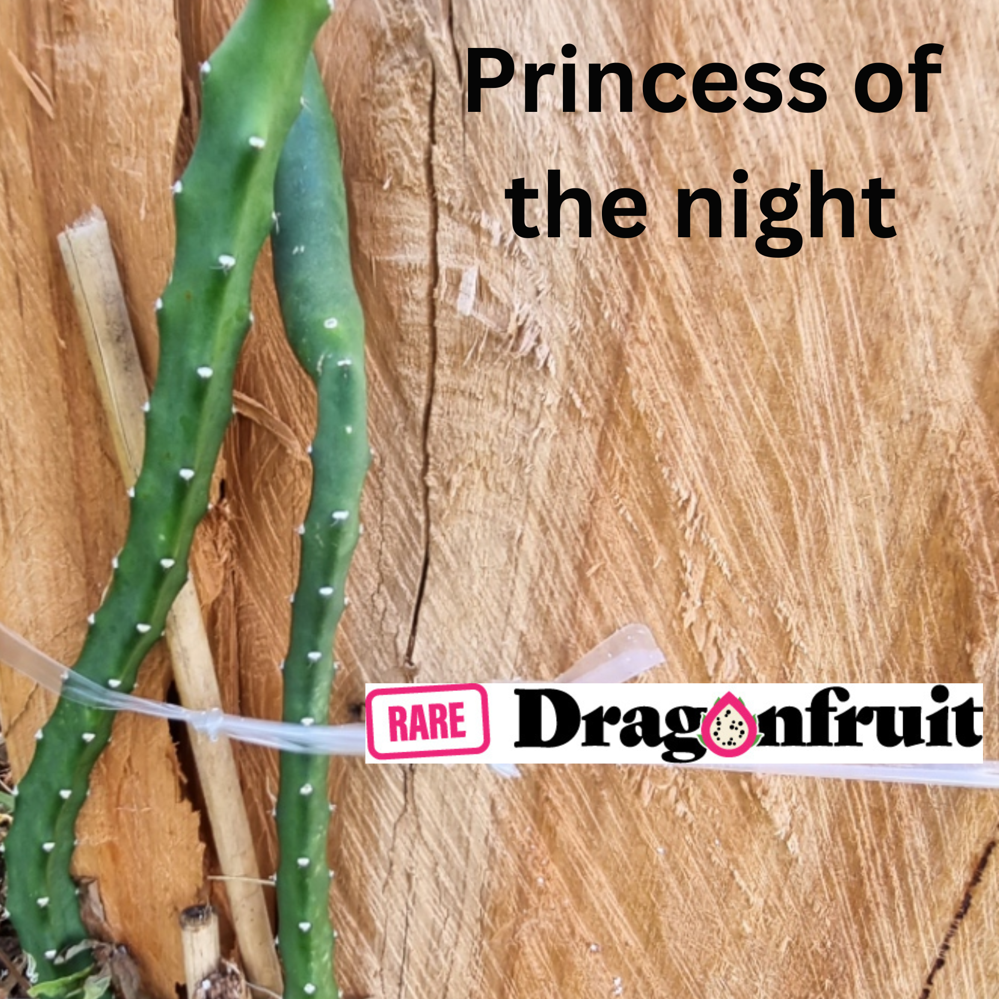 Night Princess Dragon Fruit Plant - Rare Dragon Fruit