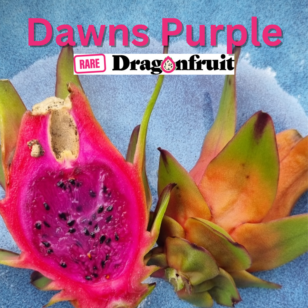 Dawns Purple Dragon Fruit - Rare Dragon Fruit