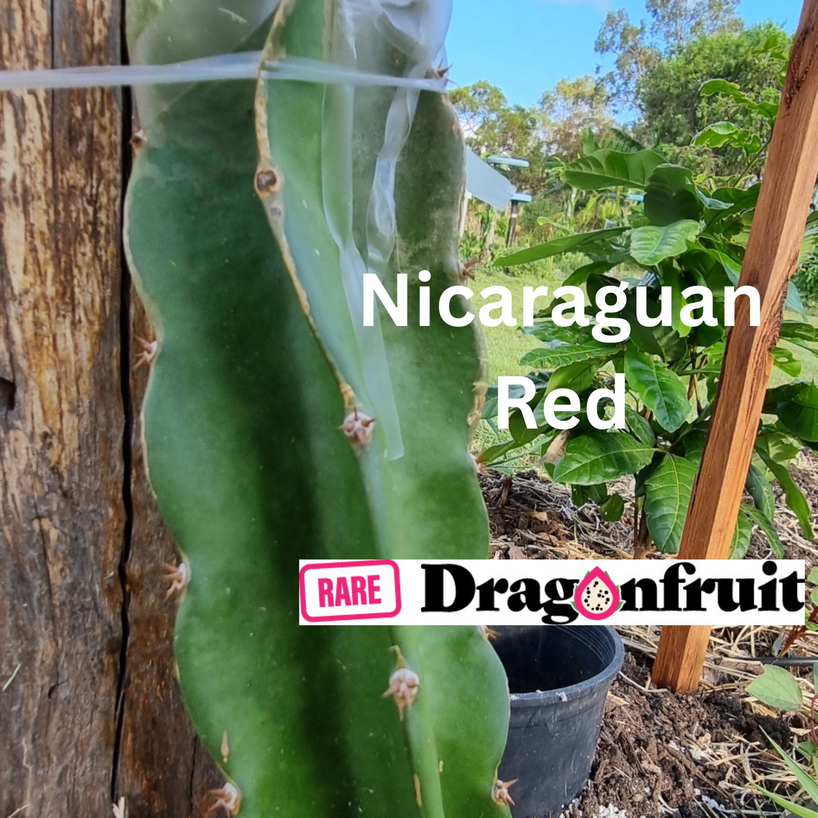 Nicaraguan Red – Hylocereus guatemalensis dragon fruit - Rare Dragon Fruit