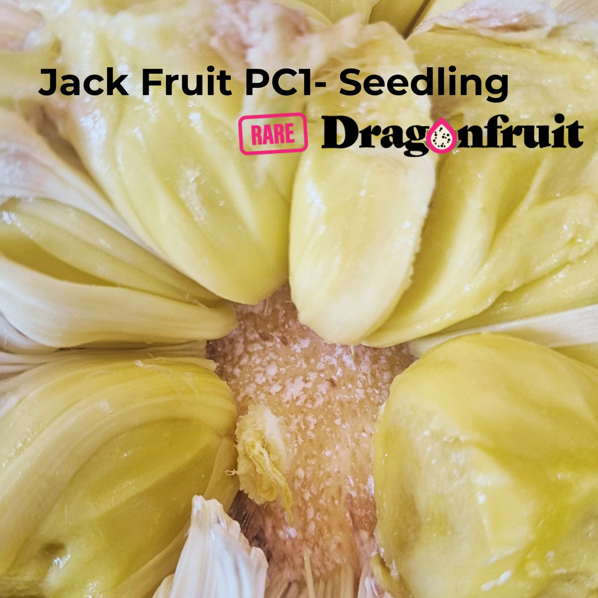 Jack Fruit Seedling PC1