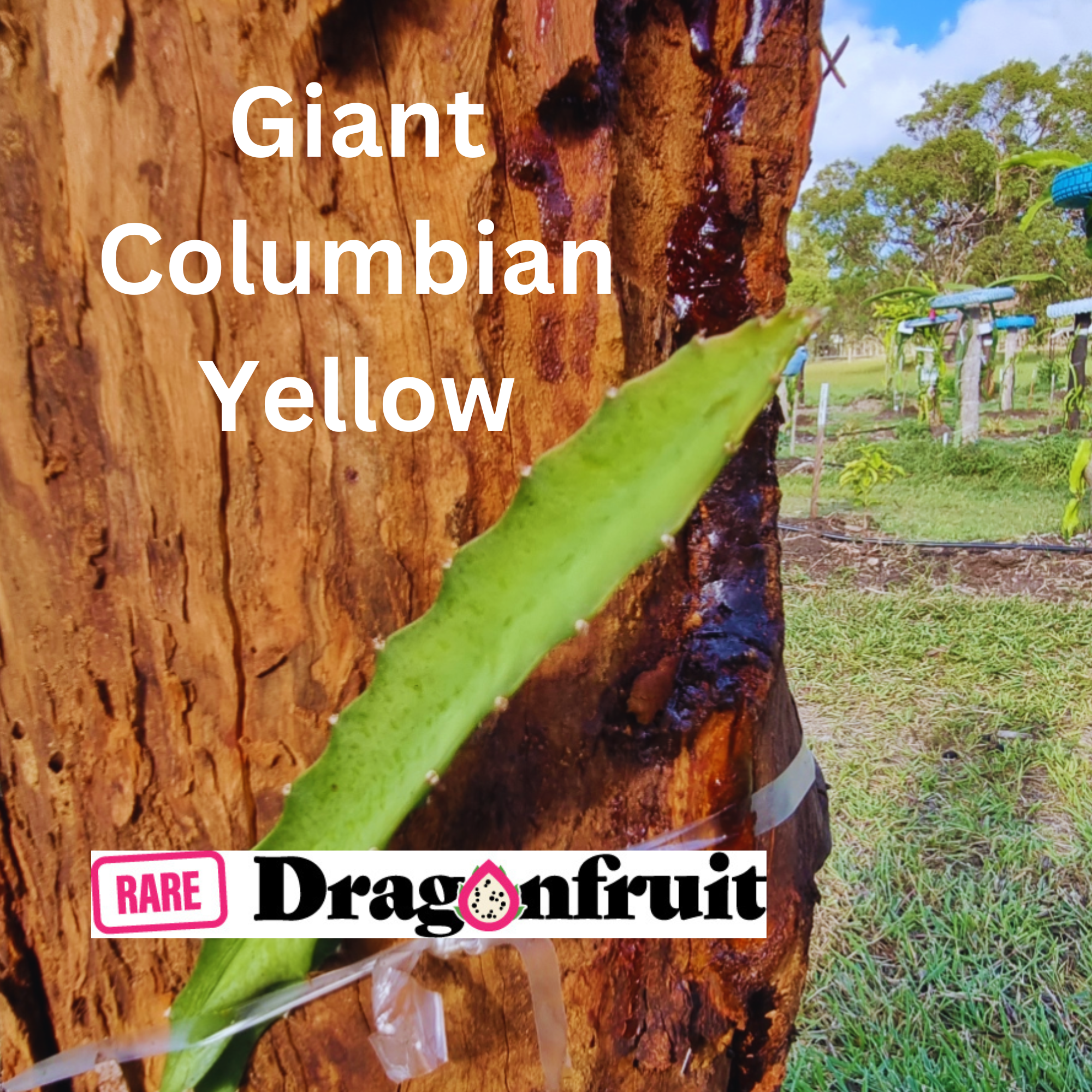 Giant Columbian Yellow Dragon Fruit Variety - Rare Dragon Fruit