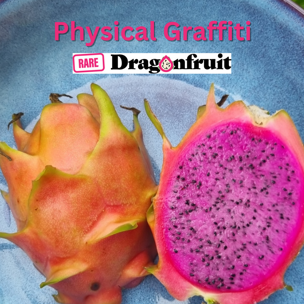 Physical Graffiti (XXL bloom)-H. guatemalensis X H. undatus Californian Dragon Fruit - Rare Dragon Fruit