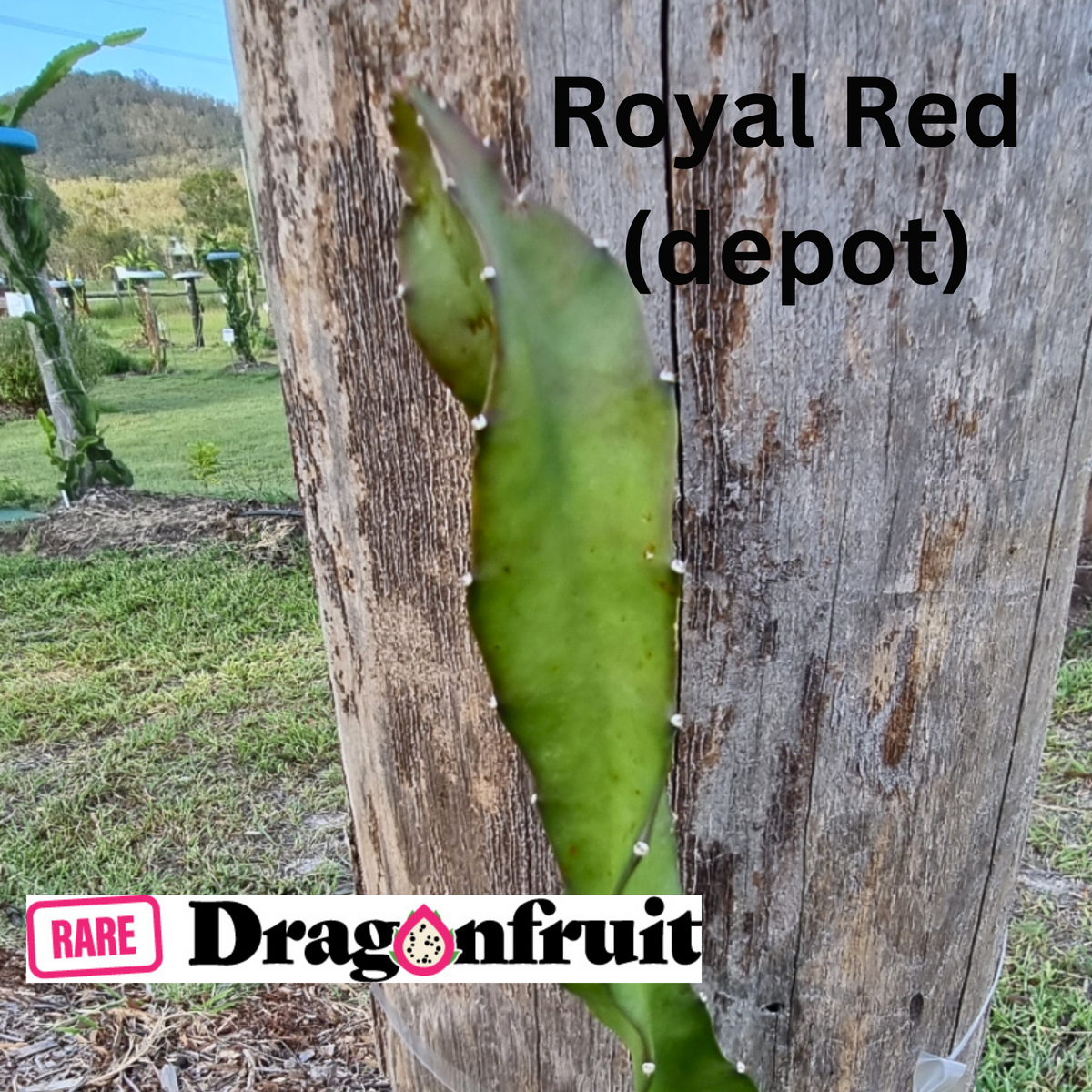 Thai Red Dragon Fruit,  H. polyrhizus X- depot