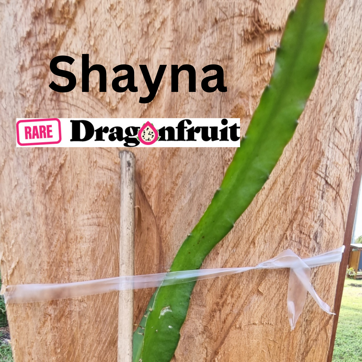 Shayna – H. guatemalensis X H. undatus Dragon Fruit New 2023