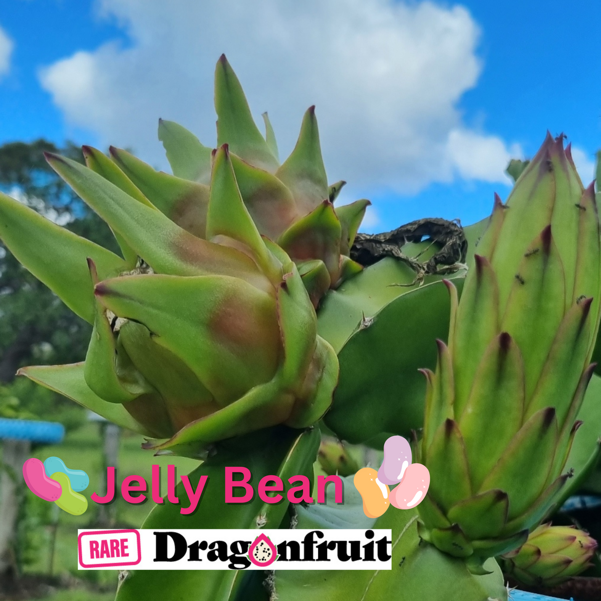 Jelly Bean Dragon Fruit