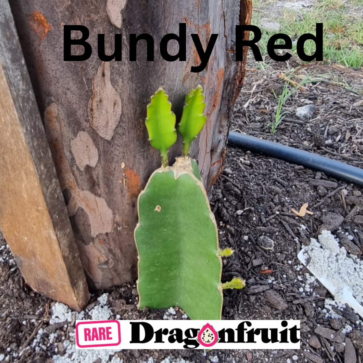 Bundy Red Dragon Fruit