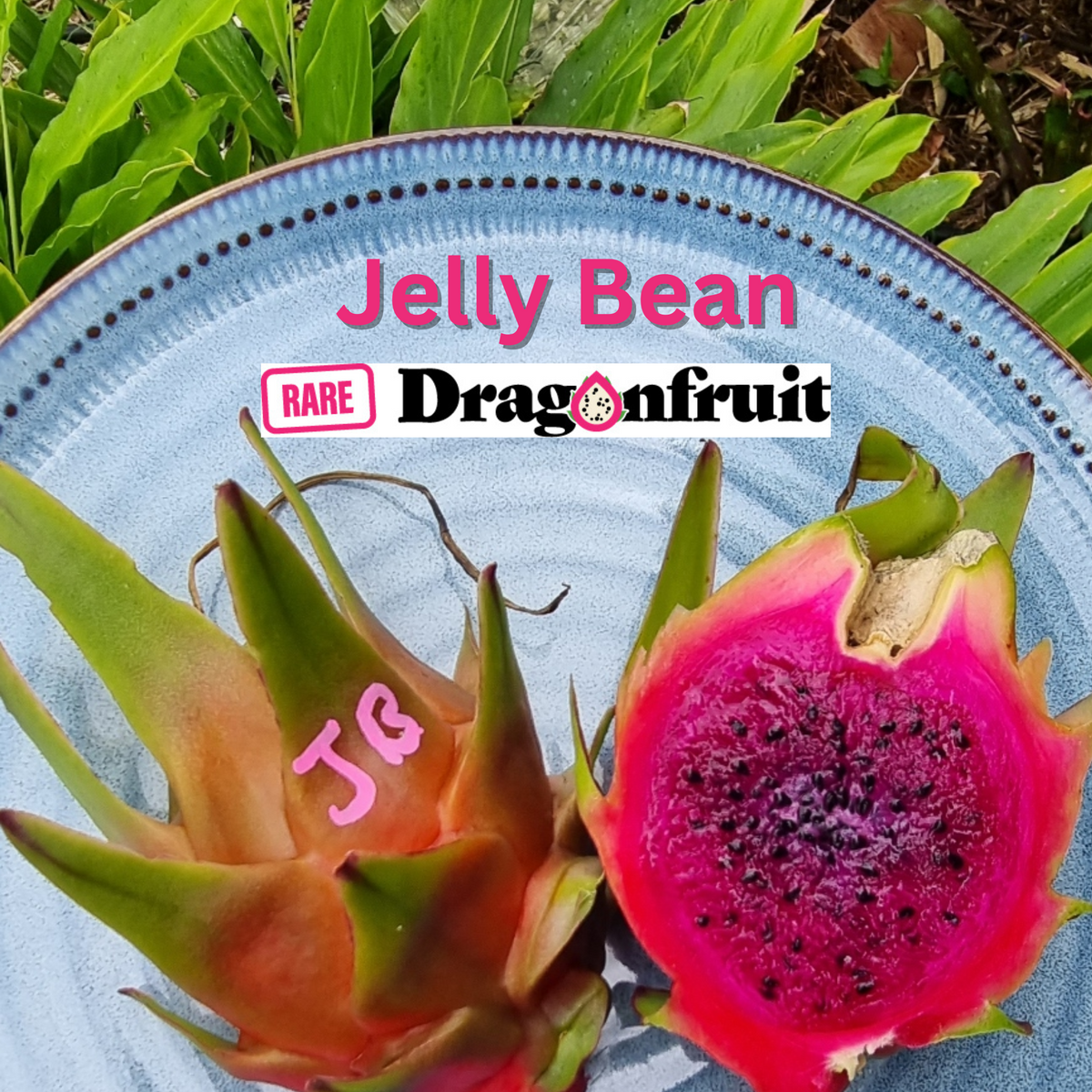 Jelly Bean Dragon Fruit