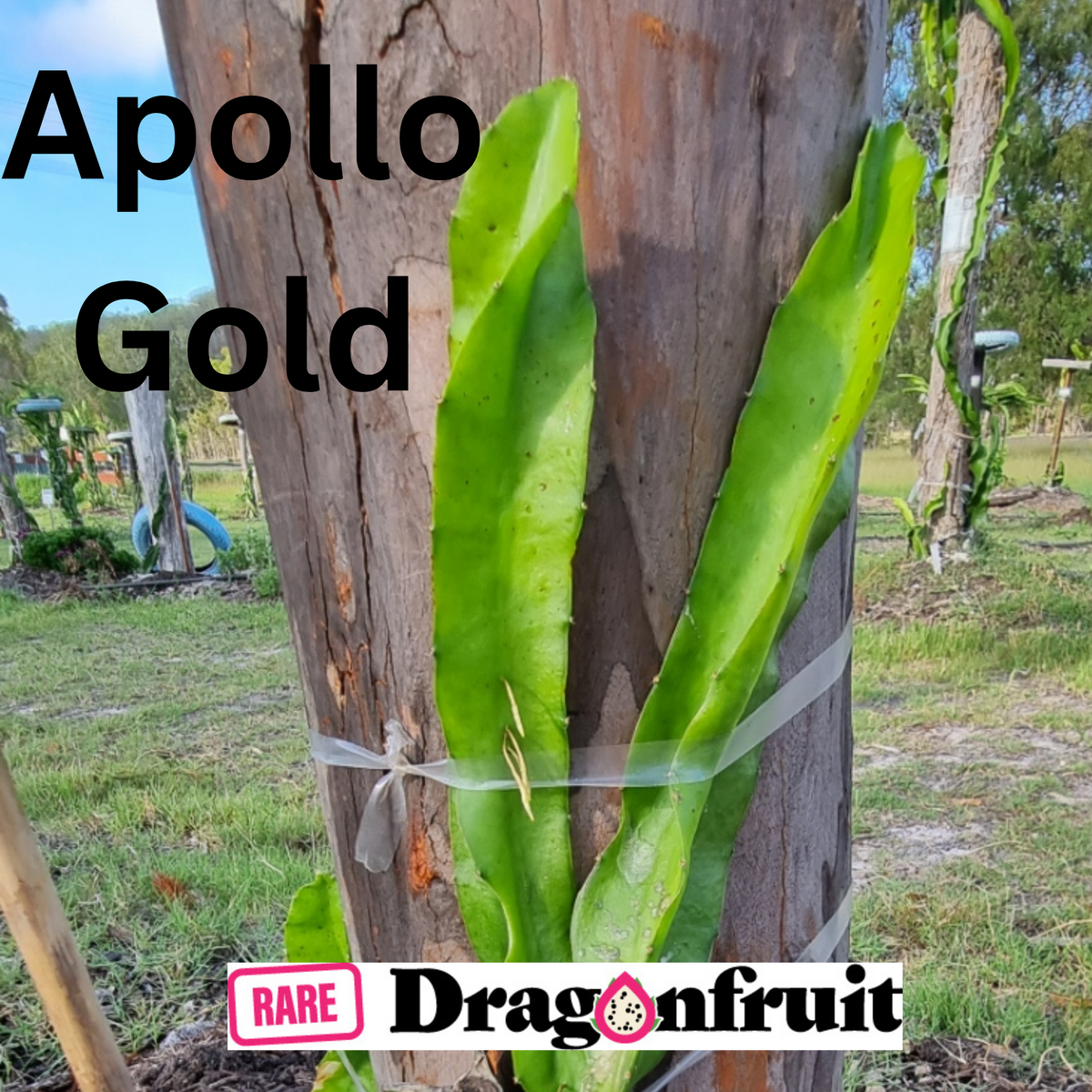 Apollo Gold  Dragon Fruit