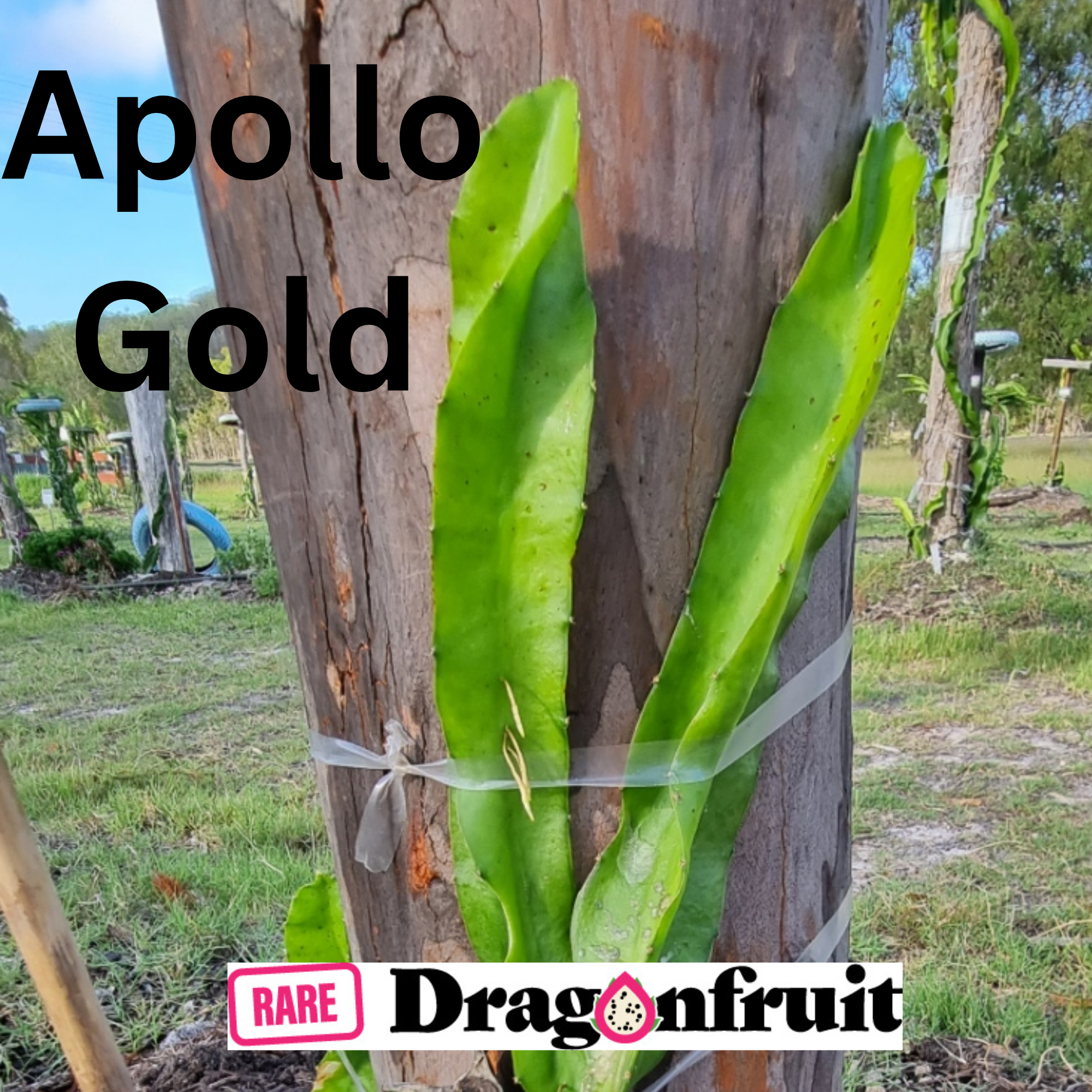 Apollo Gold Dragon Fruit - Rare Dragon Fruit