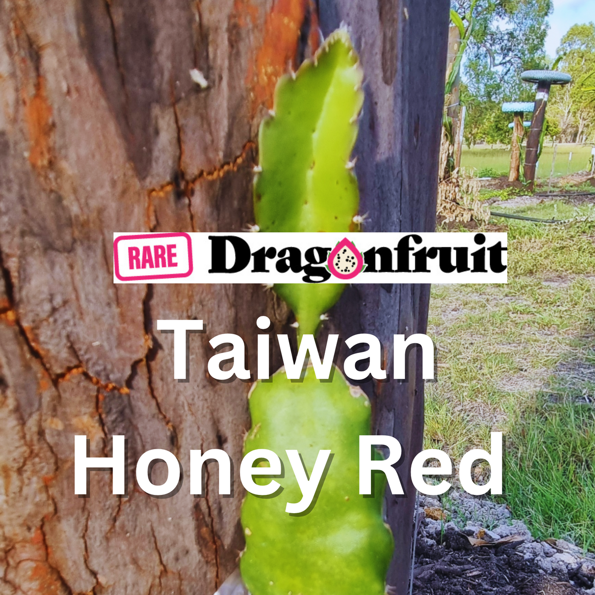 Taiwan Honey Red Dragon Fruit