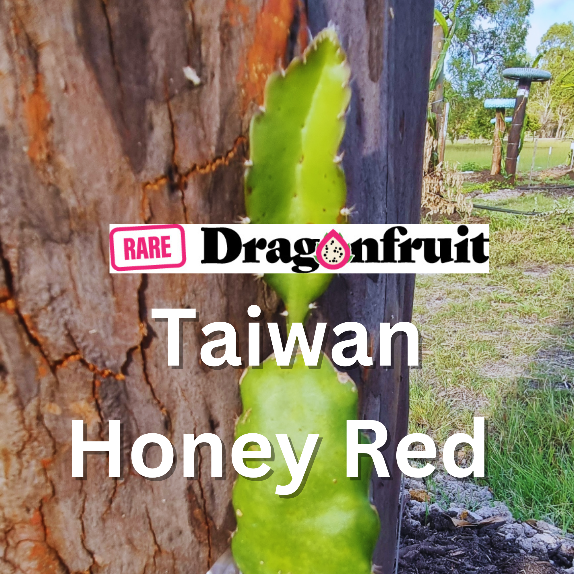 Taiwan Honey Red Dragon Fruit - Rare Dragon Fruit