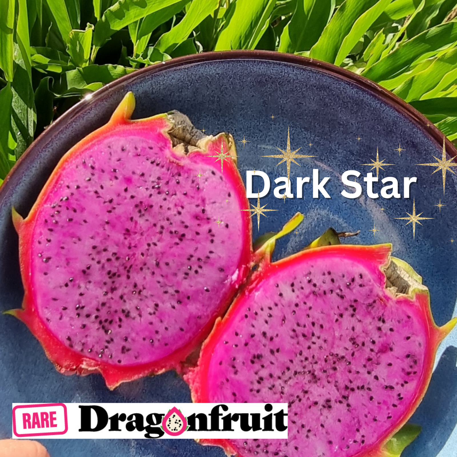 Dark Star (S9)- H. Undatus X H.Guatemalensis California - Rare Dragon Fruit