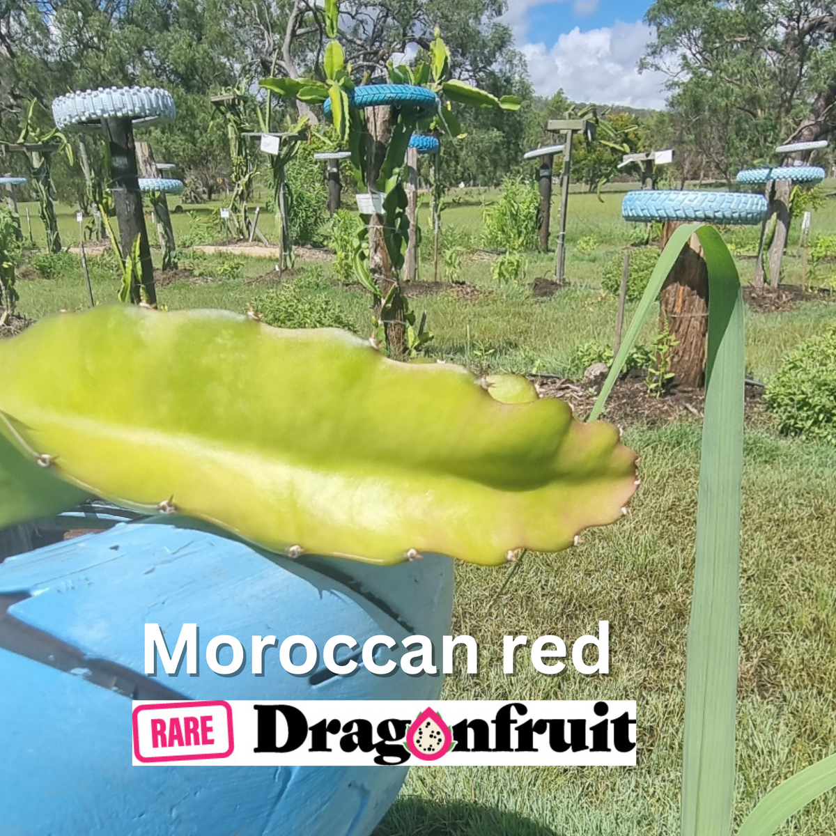 Moroccan Red dragon fruit - Rare Dragon Fruit