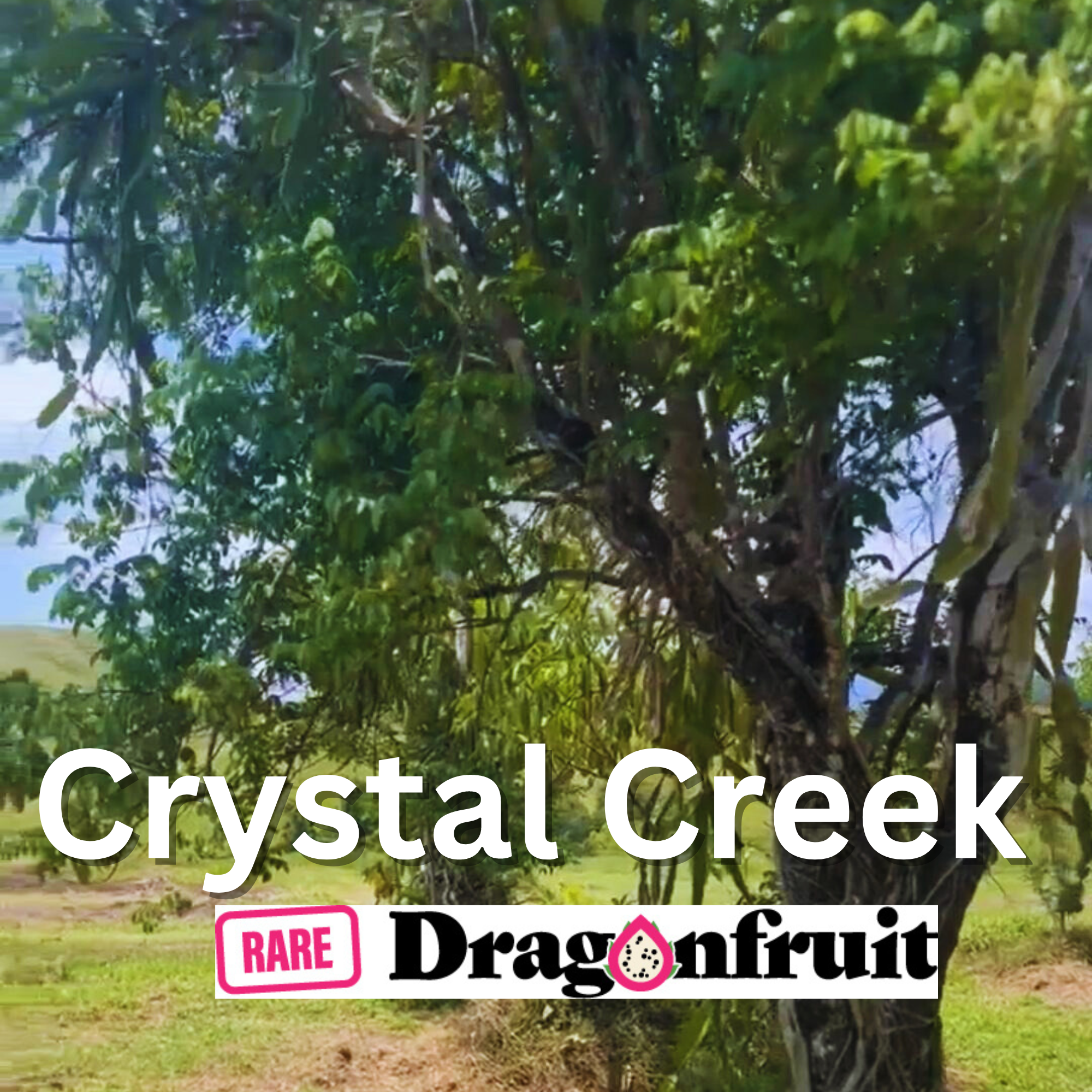 Crystal Creek Dragon Fruit - Rare Dragon Fruit