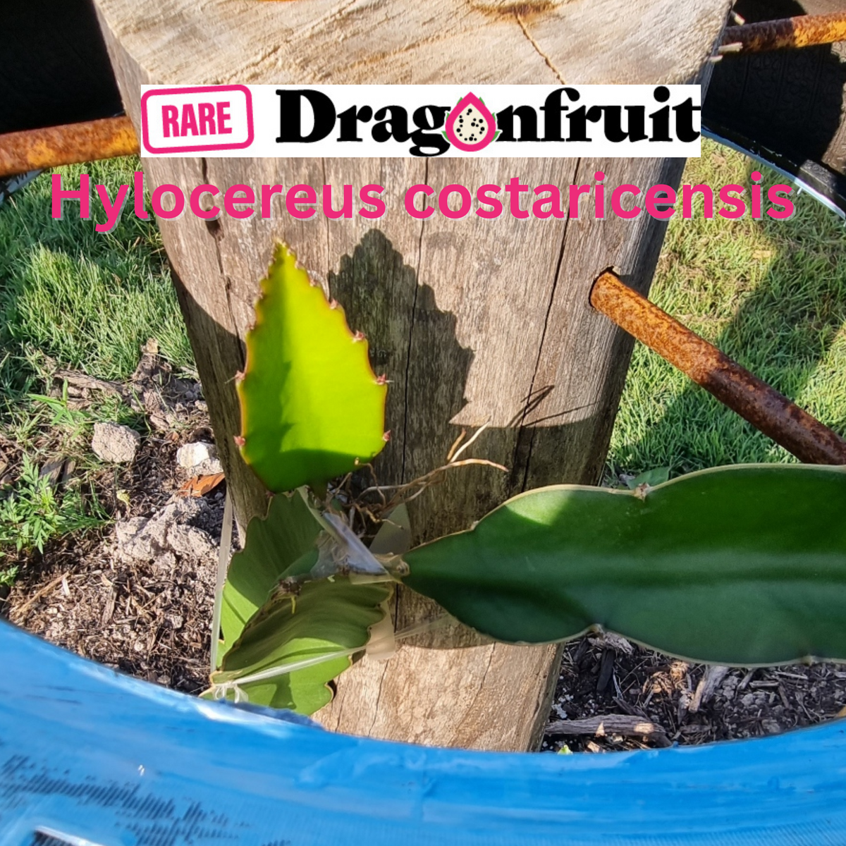 Hylocereus costaricensis Hybrid Dragon Fruit - Rare Dragon Fruit