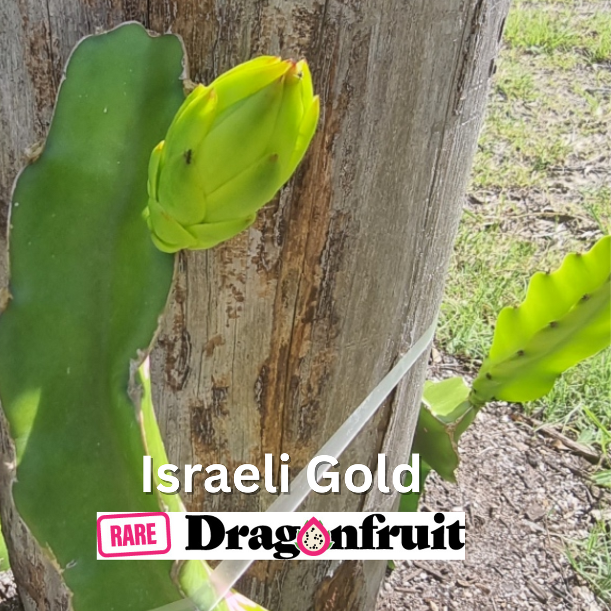 Israeli Gold Dragon Fruit NEW LATE 2023 - Rare Dragon Fruit