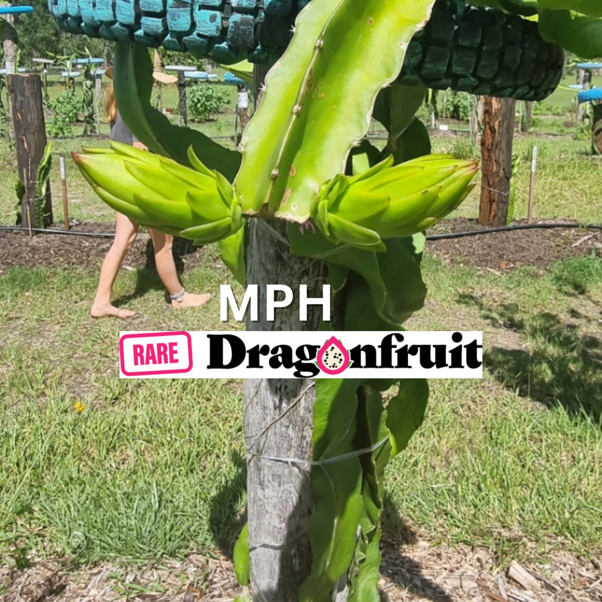 MPH - Monocanthus H.polyrhizus X Dragon Fruit - Rare Dragon Fruit