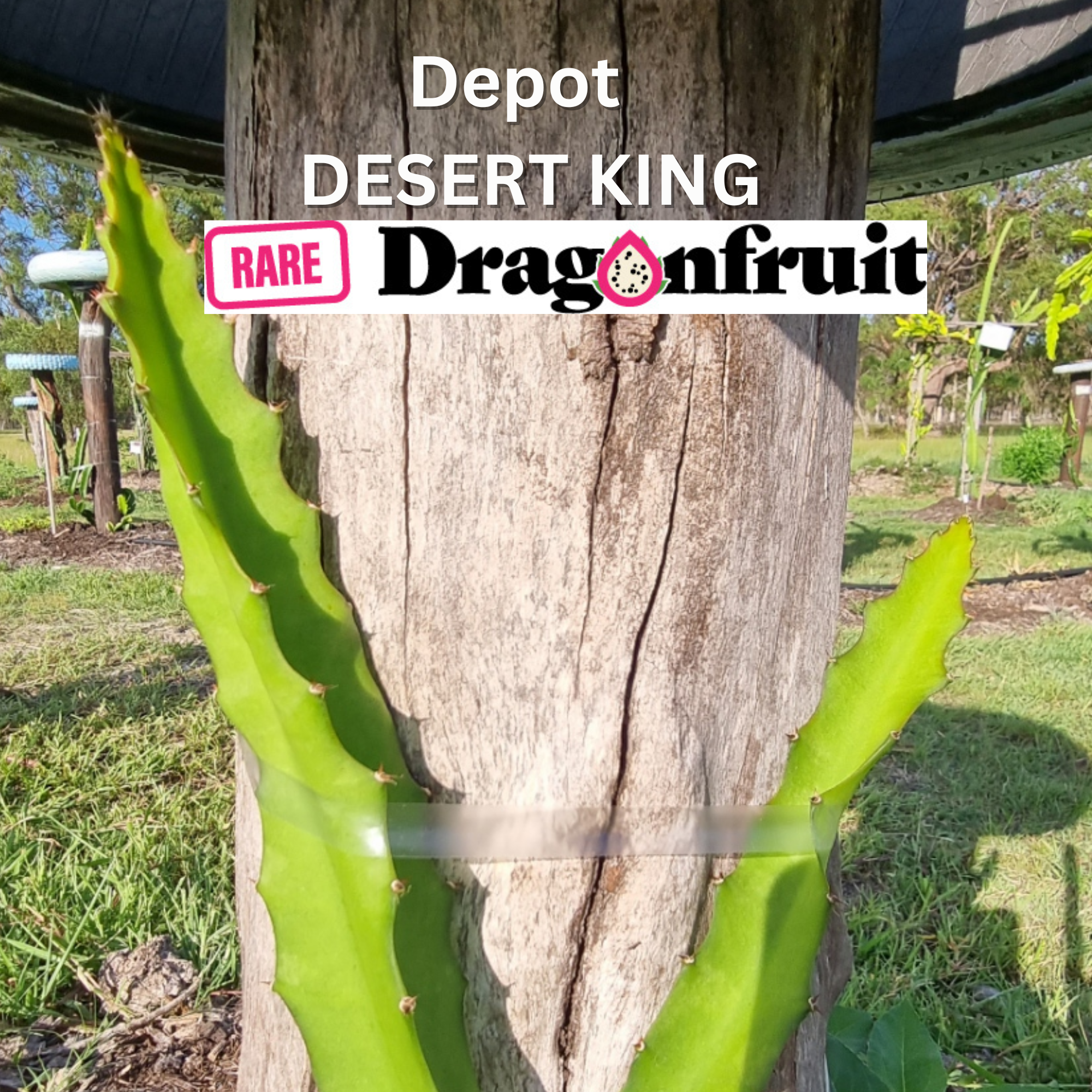 Desert King Dragon Fruit (DEPOT) - NEW - Rare Dragon Fruit