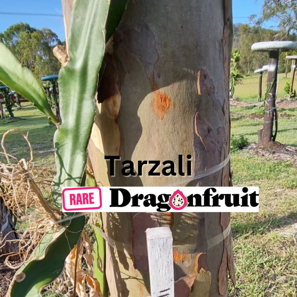 Tarzali Red dragon fruit - NOID