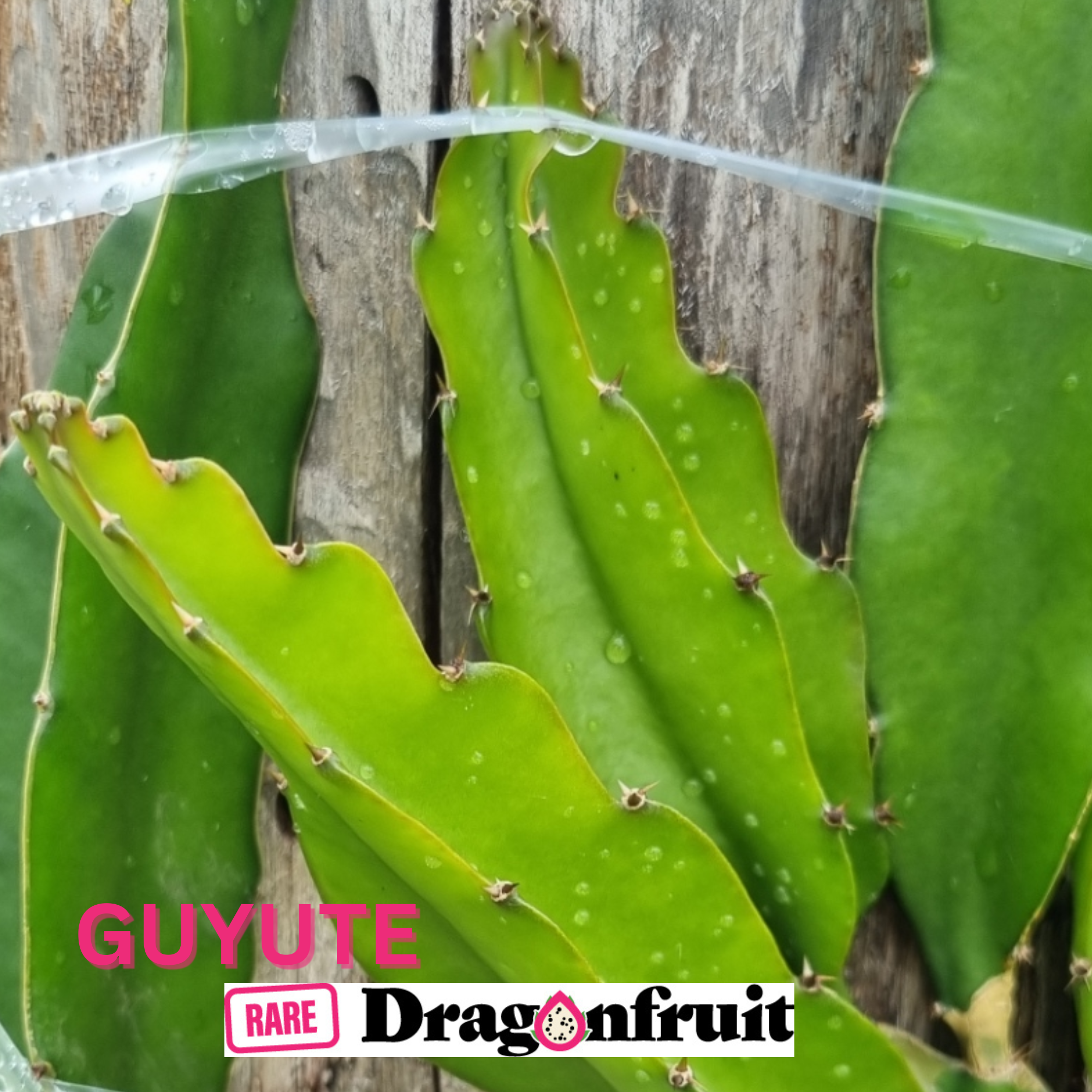 GUYUTE dragon fruit -HYLOCEREUS UNDATUS - Rare Dragon Fruit