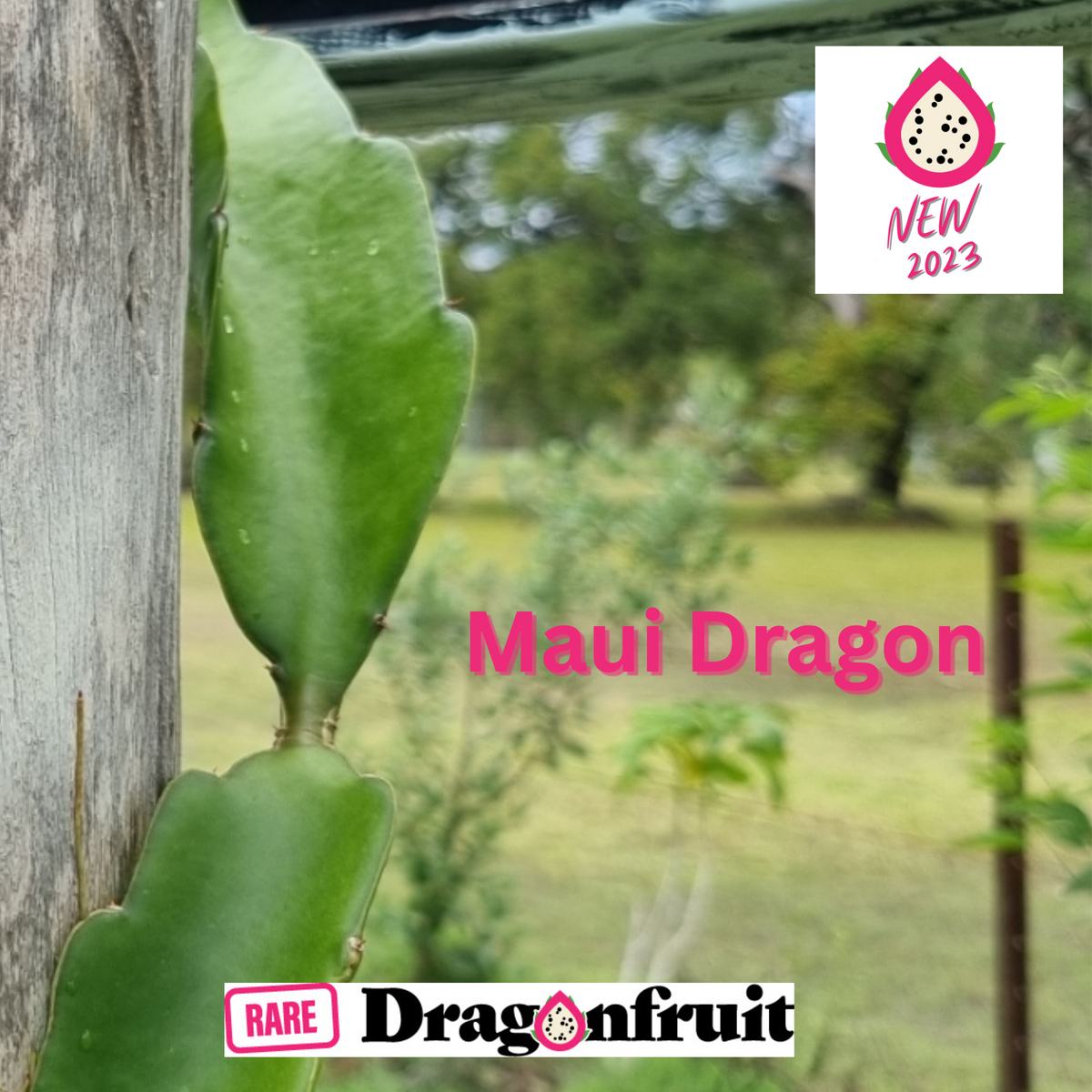 Maui Dragon – Hylocereus undatus Dragon fruit - Rare Dragon Fruit