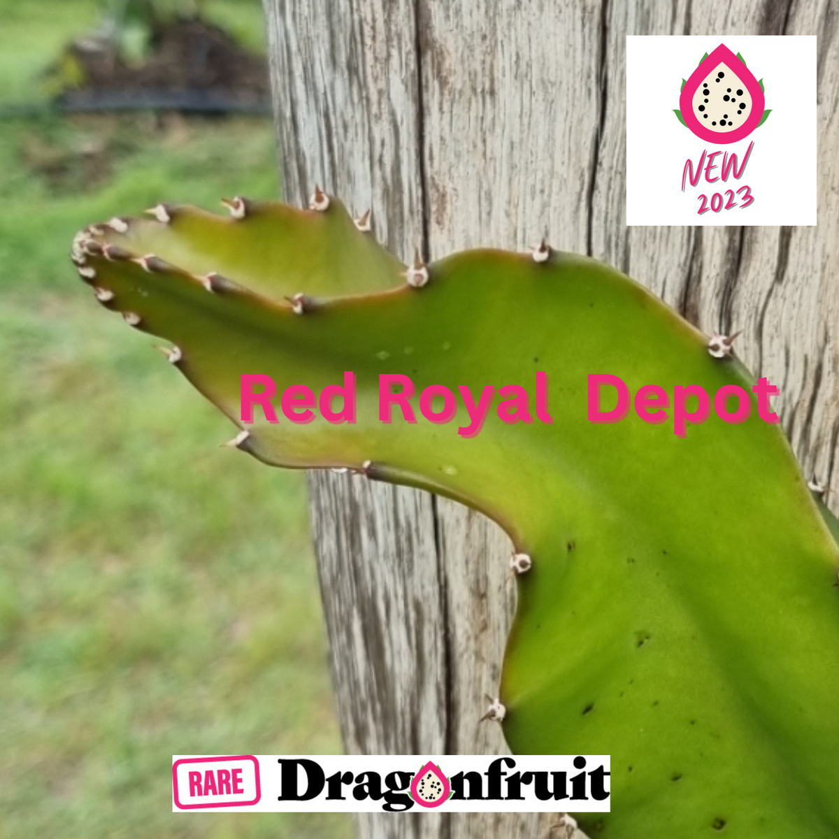 Red Royal DEPOT dragon fruit