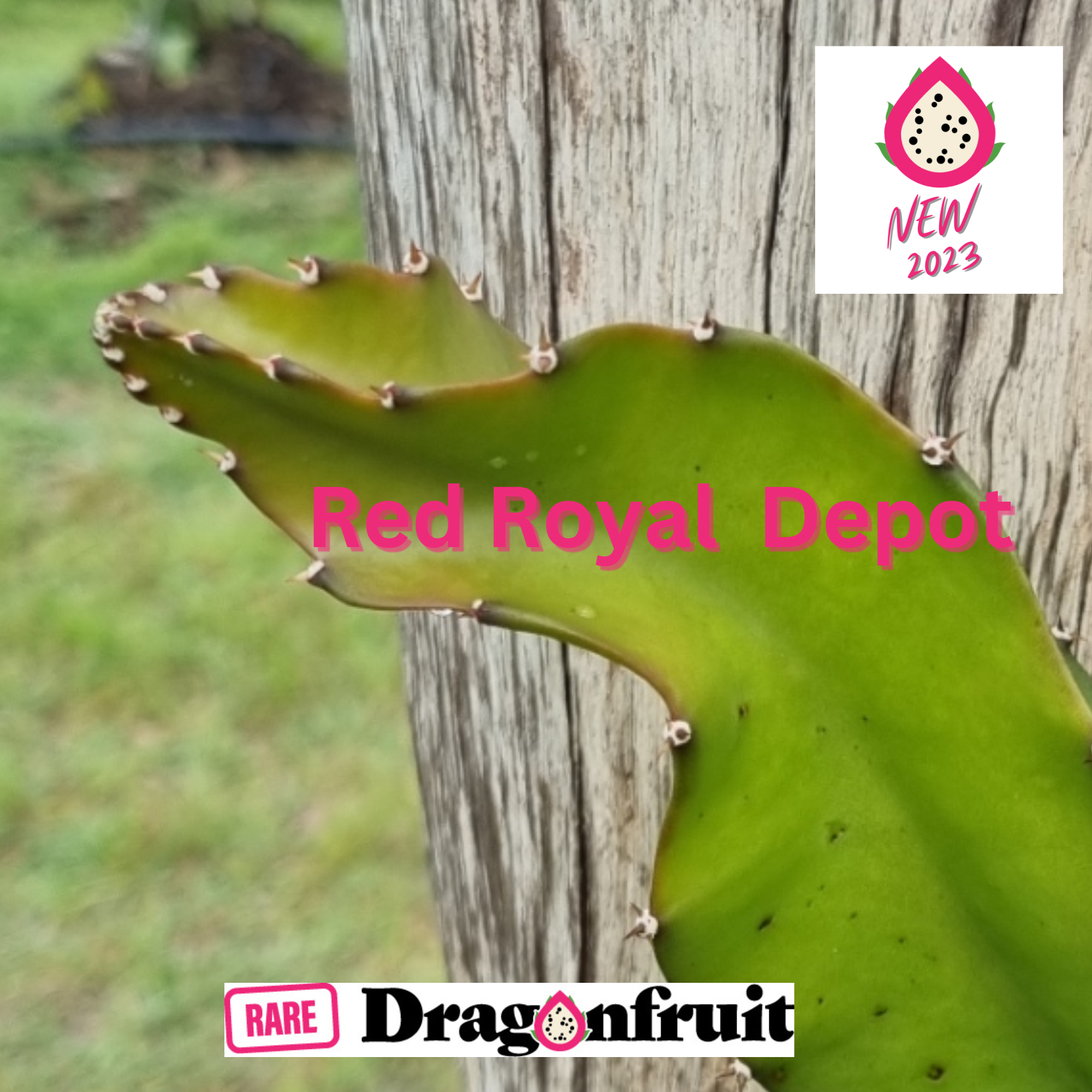 Red Royal DEPOT dragon fruit - Rare Dragon Fruit