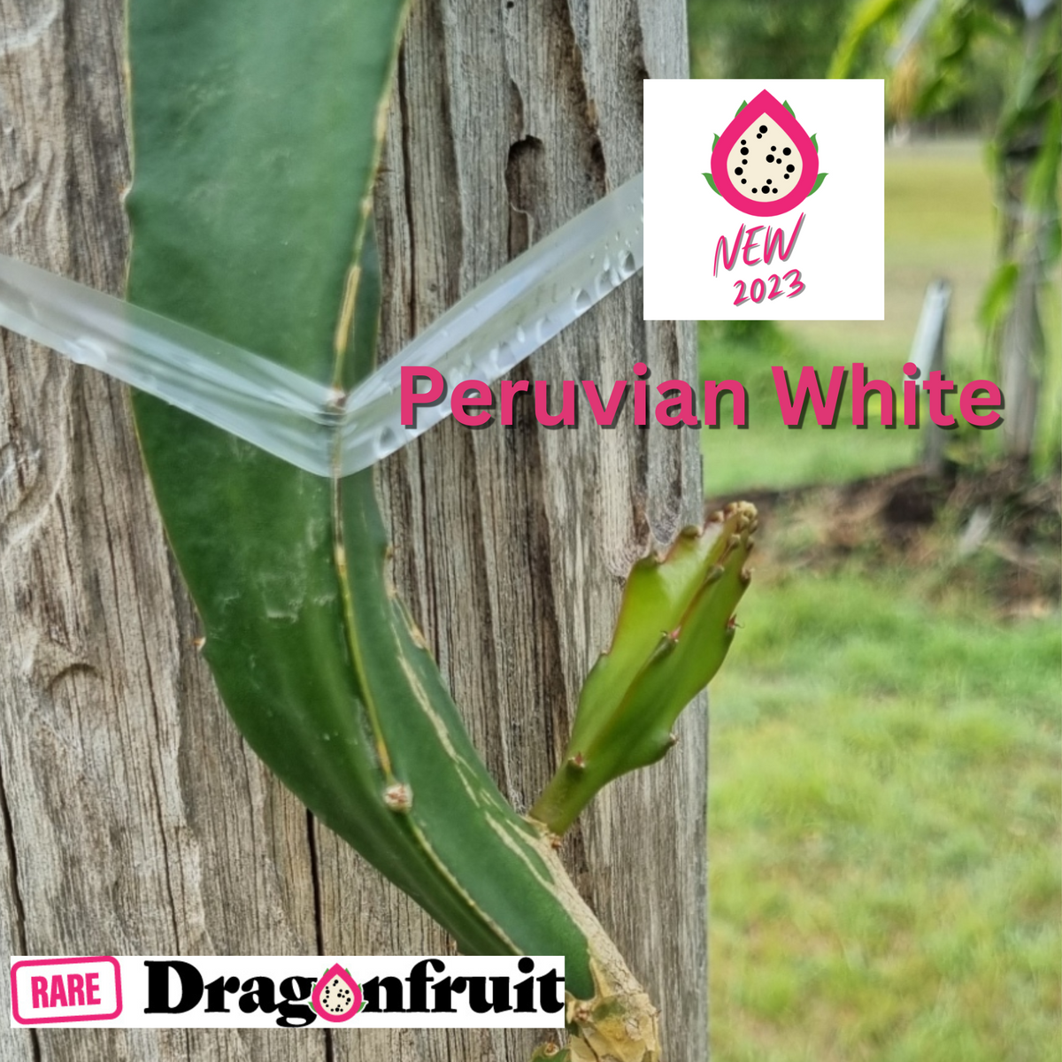 Peruvian white dragon fruit