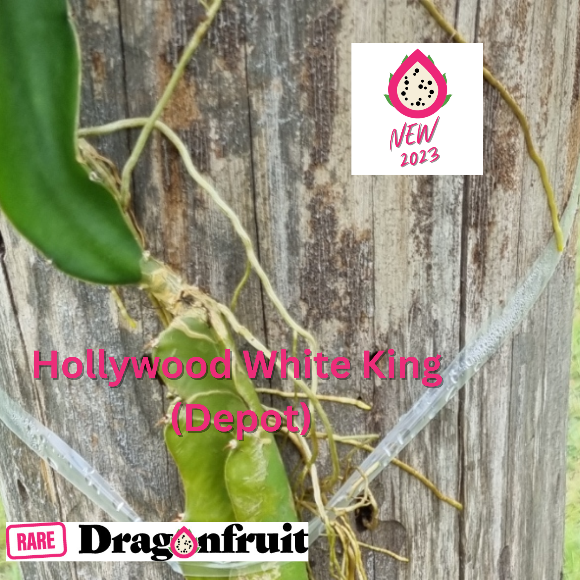 Hollywood White King (Depot)-Hylocereus undatus Dragon Fruit - Rare Dragon Fruit