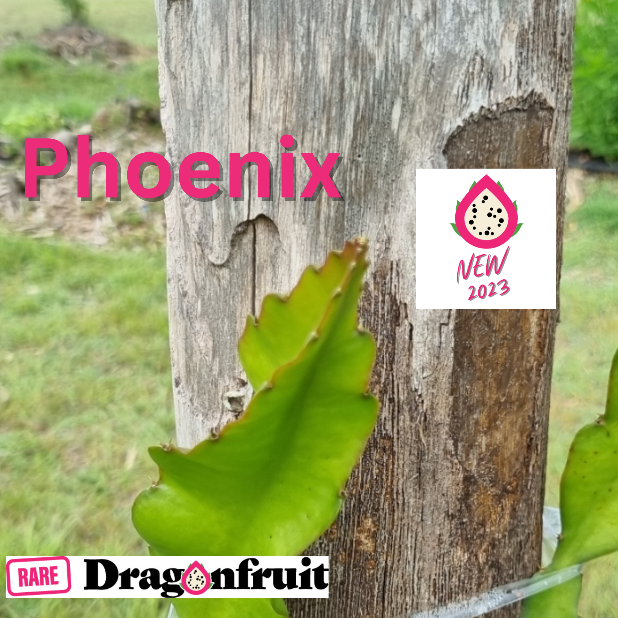 Phoenix Red Dragon Fruit Plant - Rare Dragon Fruit