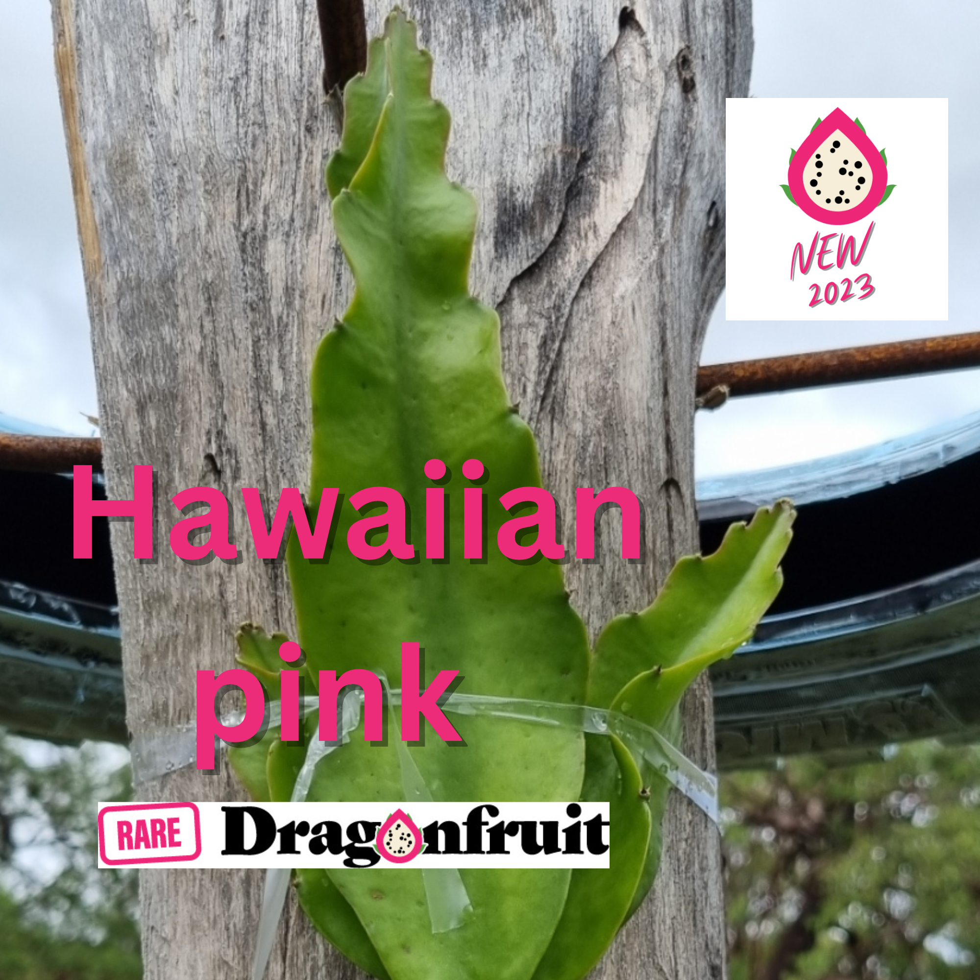 Hawaiian pink dragon fruit - Rare Dragon Fruit