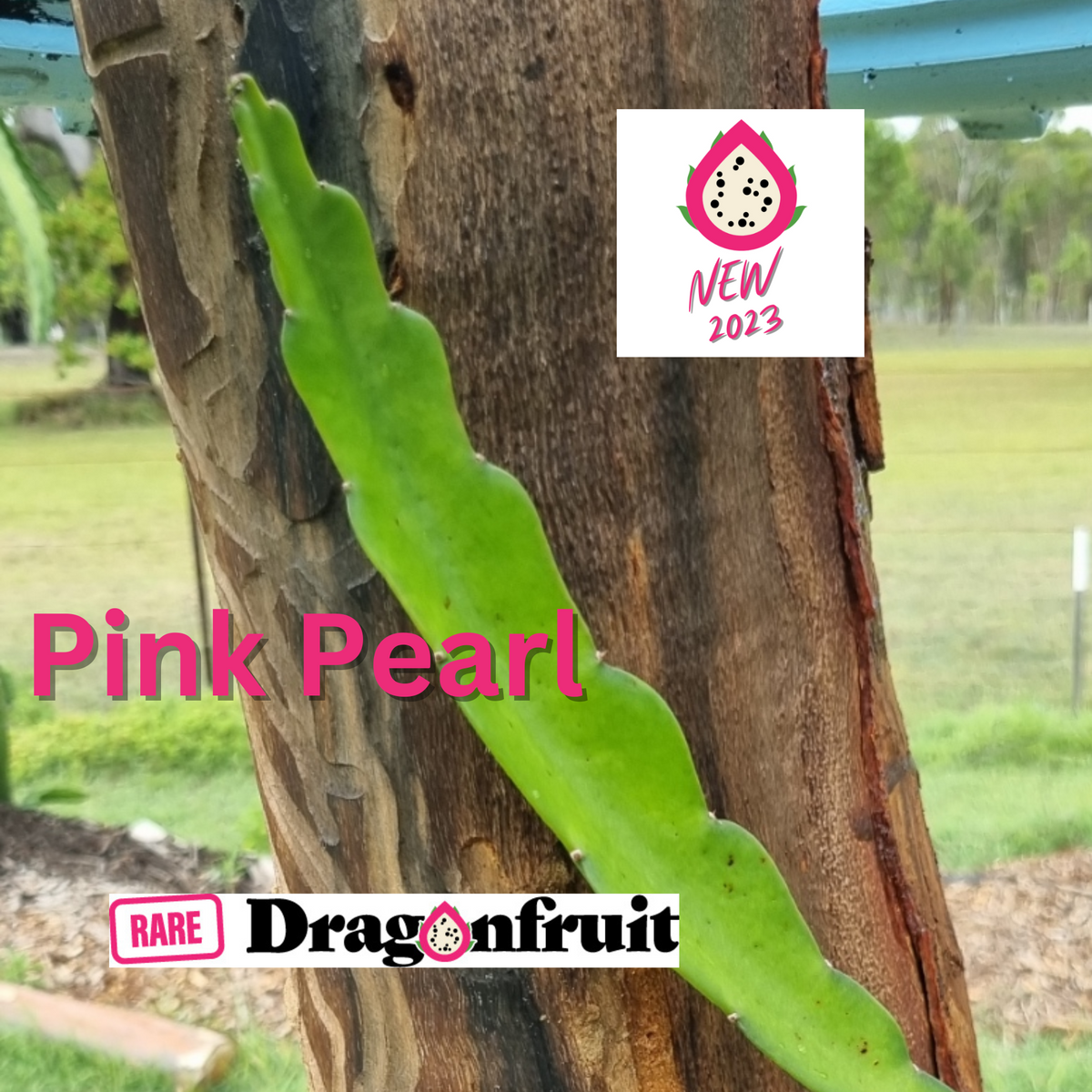 PINK PEARL Dragon Fruit Variety (A)